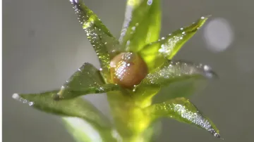 Mech Physcomitrium patens, který se vrátil z kosmu