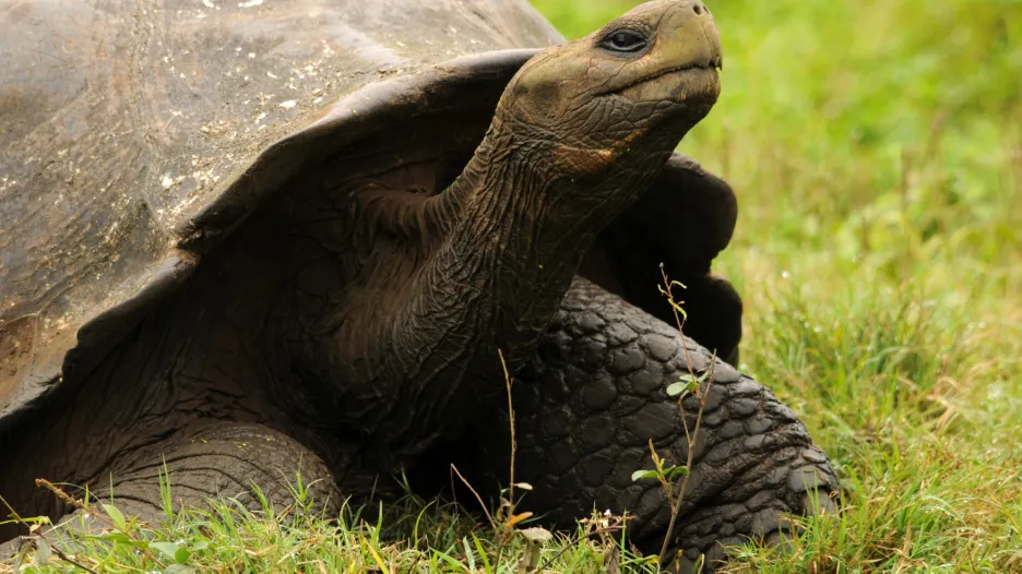 Galapágy