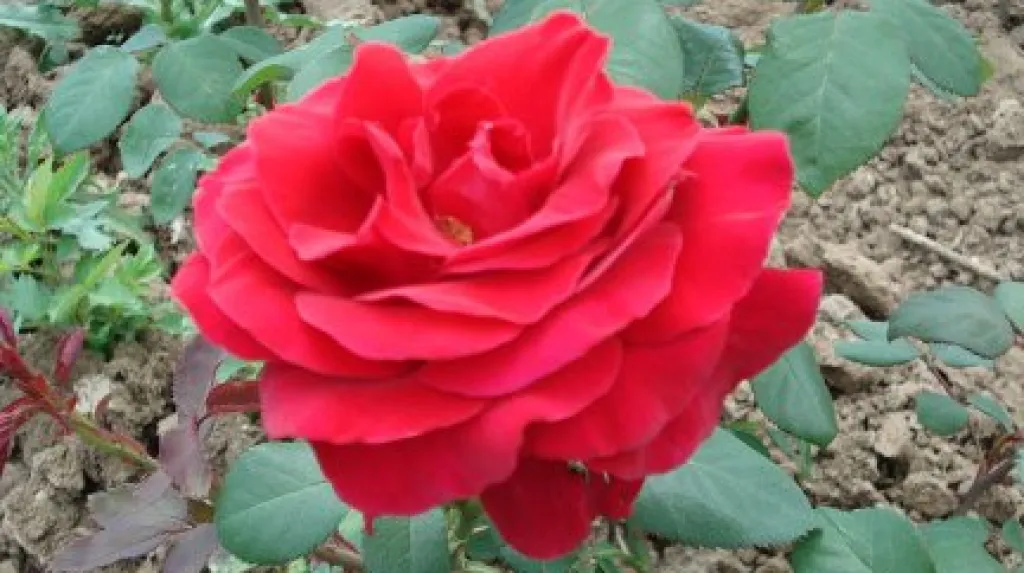Mahlerova růže