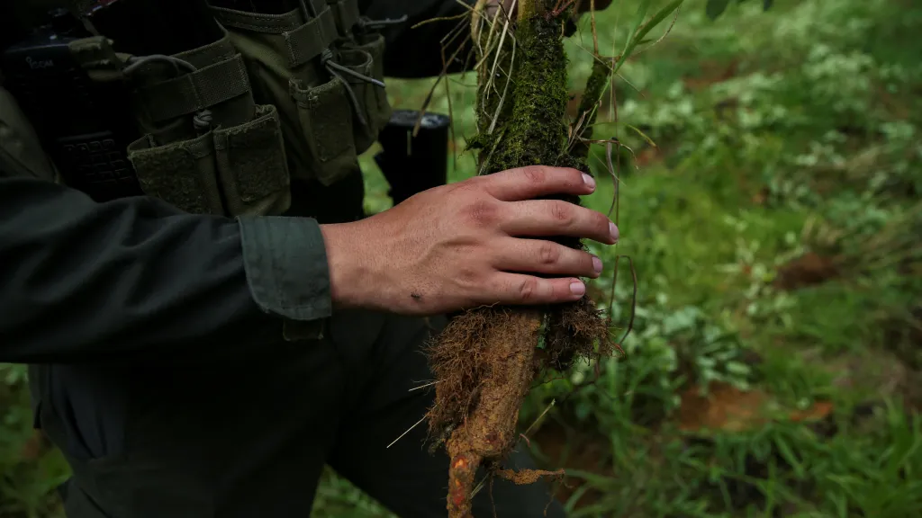 Kolumbijské úřady likvidují plantáž nelegálních plodin koky