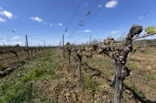Francouzské vinaře čeká špatný ročník. Drtivou většinu vinic poničil mráz