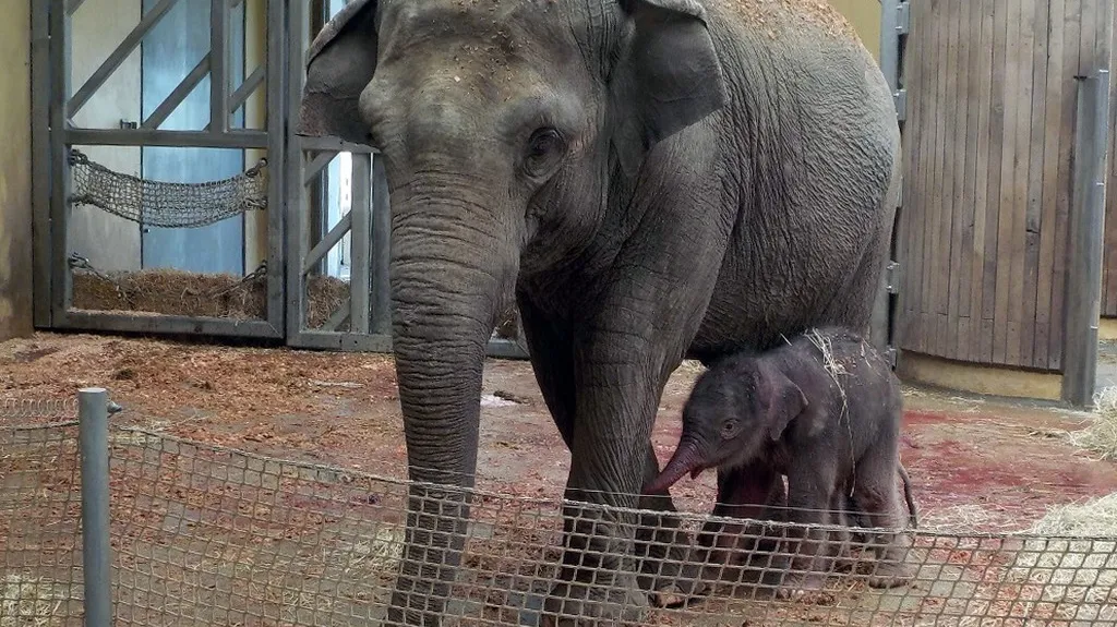 Sloní matka se sloním mládětem