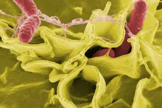 Vědci našli v lidské kůži desítky neznámých bakterií, plísní a virů. Je to jako objev nového světa, radují se