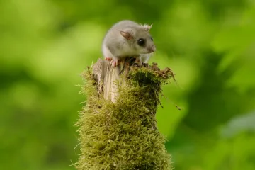 „Tajné obyvatele“ Planety Praha prozrazuje ukázka nového dokumentu