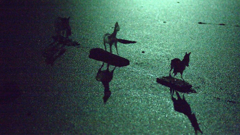 Divadlo Continuo / Zapomenuto v polích