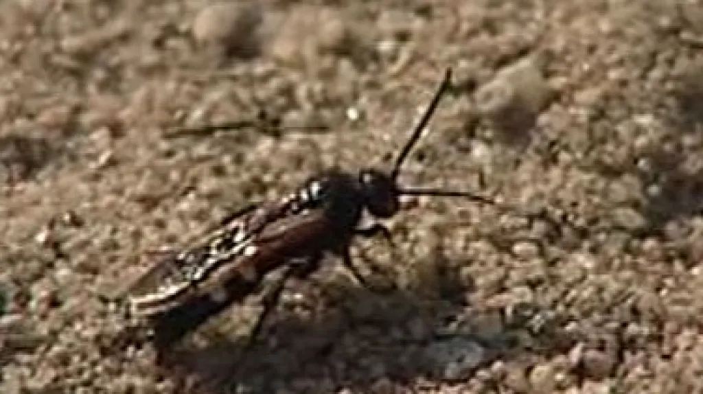 Žahalka čtyřskvrnná