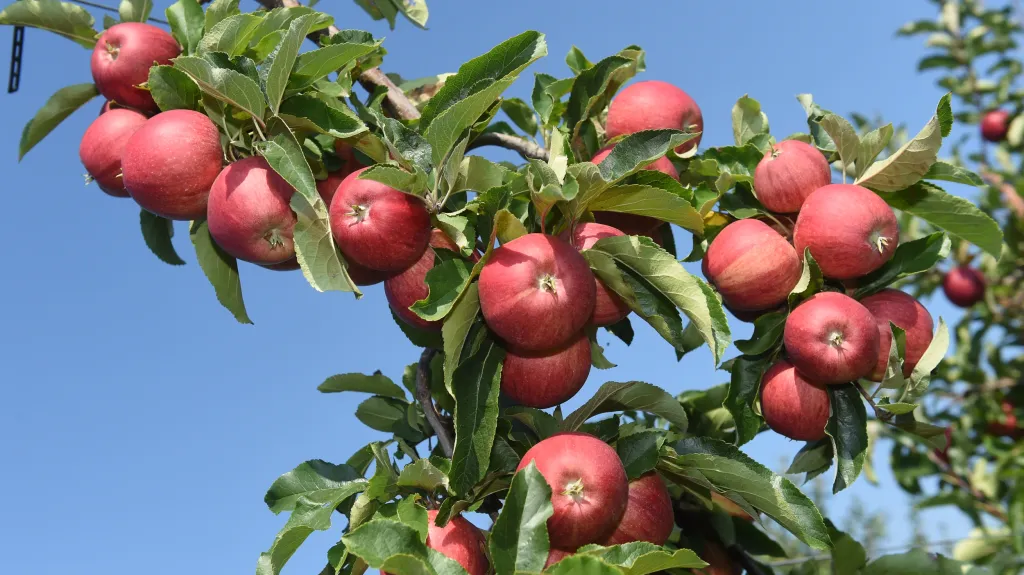 Ovocné sady Vilémov Zemědělského družstva Senice na Hané
