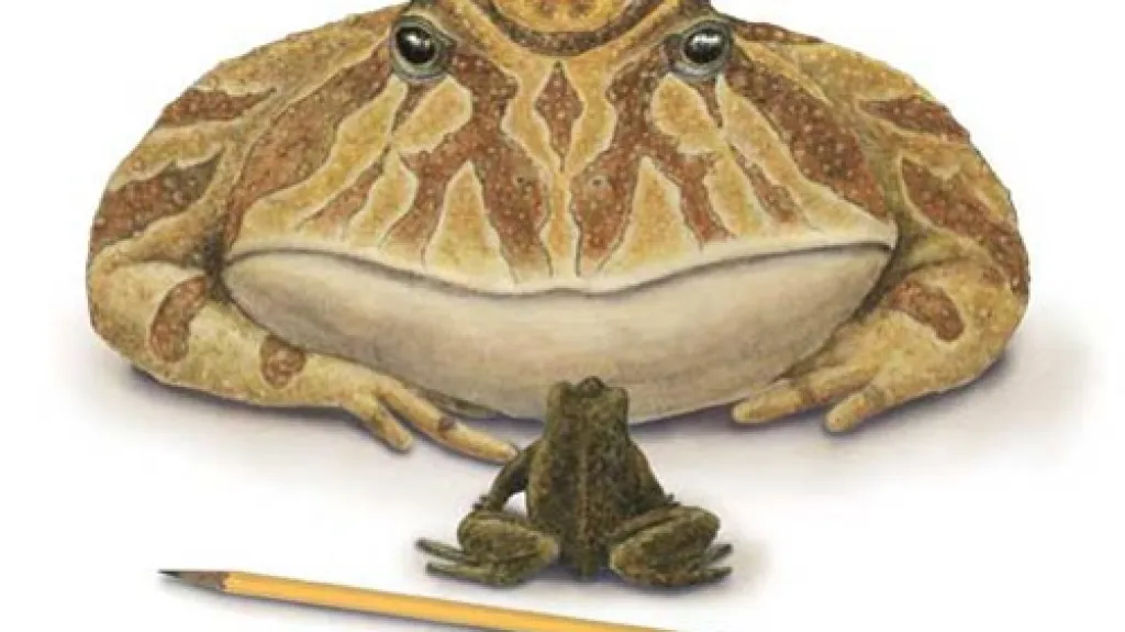 Beelzebufo