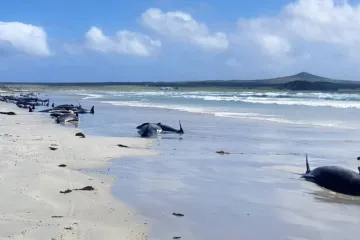 U Chathamských ostrovů uvázlo 97 kulohlavců a tři delfíni. Část zvířat uhynula, zbytek musel být utracen