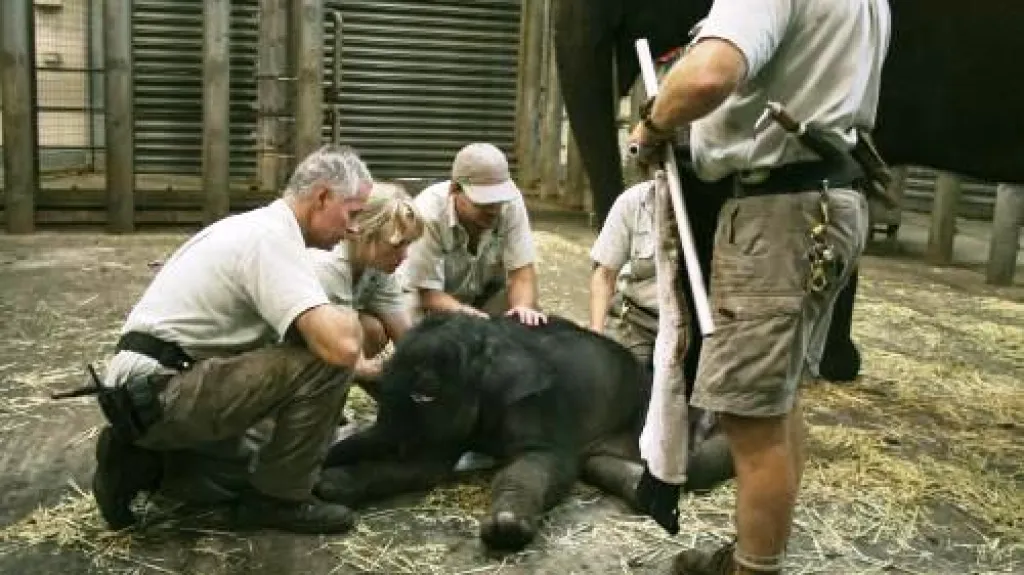 Slůně narozené v australské zoo Taronga