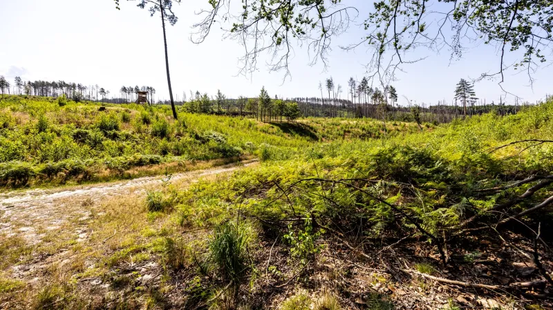 Místo zasažené požárem v národním parku České Švýcarsko po dvou letech (z 19. července 2024)