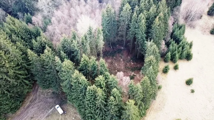 Místa po tzv. kruhovém zásahu, kde dřevorubci vykáceli poškozené smrky