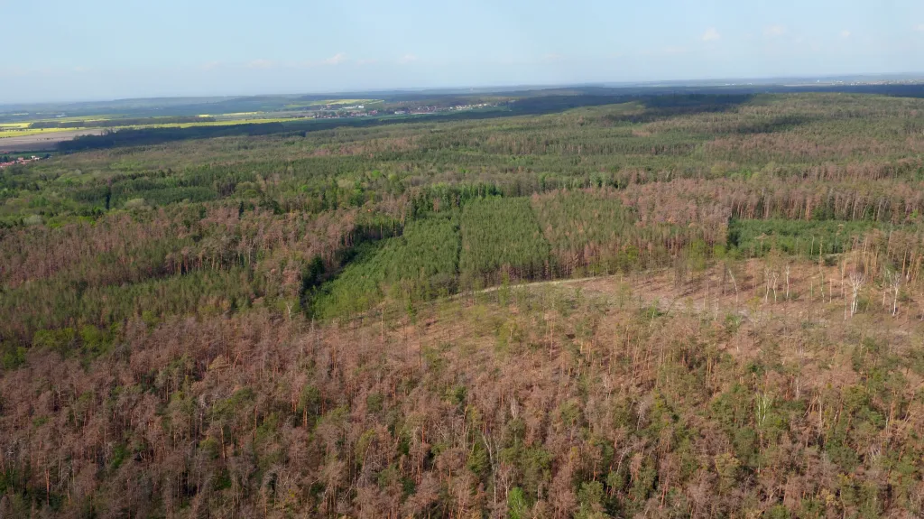 V Polabí usychají borové lesy (snímek z 25. dubna 2019)