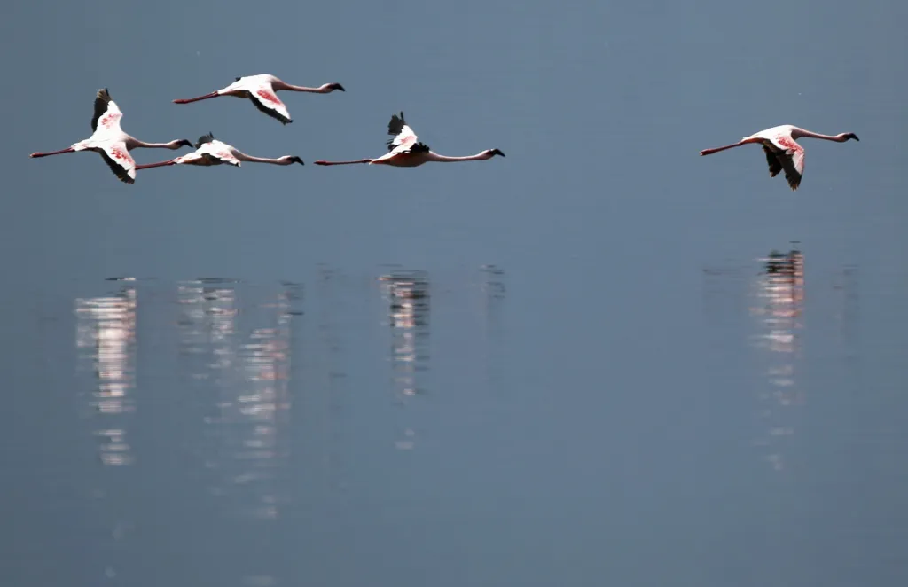 Plameňáci na jezeru Bogoria
