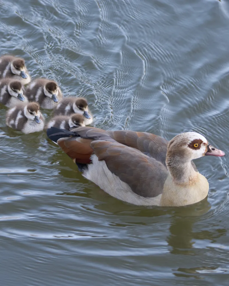 Invazní pták husice nilská se šíří po Česku