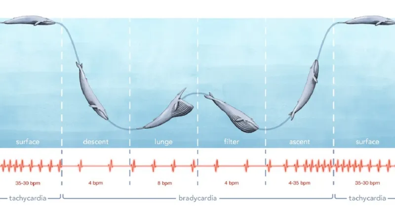Změny výkonu srdce u plejtváka