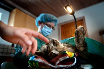 Veterináři často řeší nedostatek krve. Vhodné zvířecí dárce hledají i na sociálních sítích
