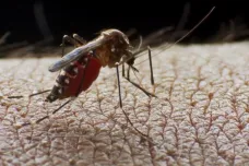 Vědci objevili slabinu malárie. Mají přírodní látku likvidující jen komáry, kteří nemoc přenášejí