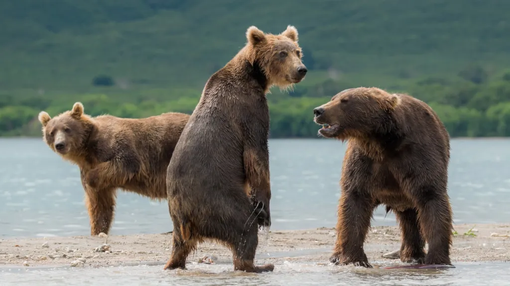 Medvědi v Rusku
