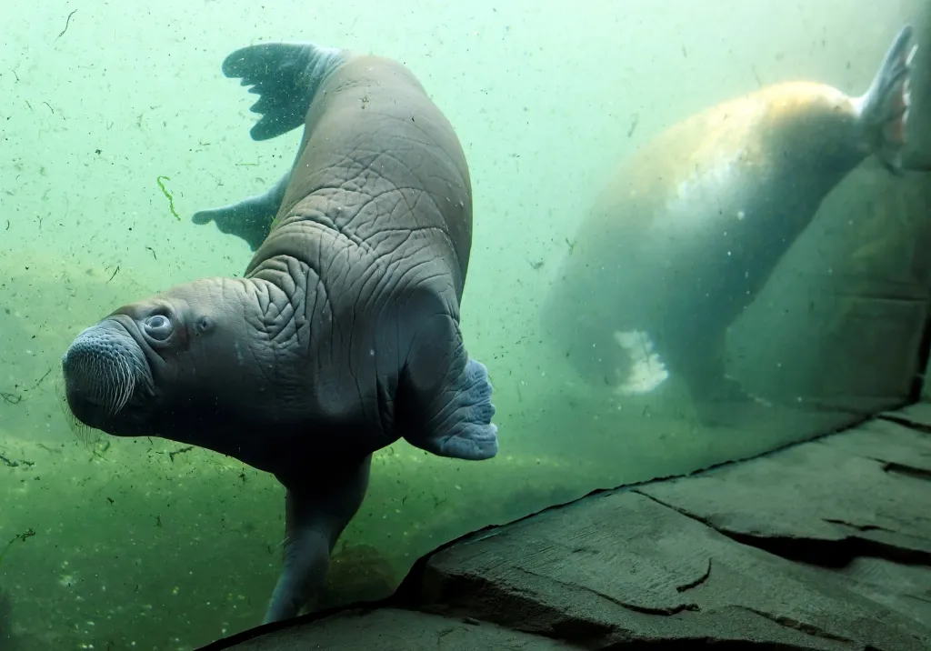 Mrožice Polosa a její mládě se potápí ve své nádrži v zoo v Hamburgu
