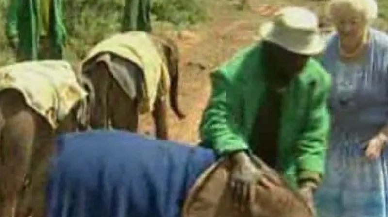 Malí sloni v africké vesnici