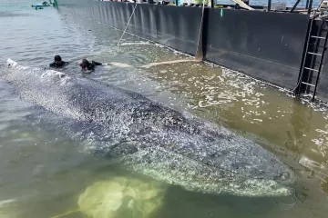 Záchranáři vypustili do Severního moře velrybu Timmyho
