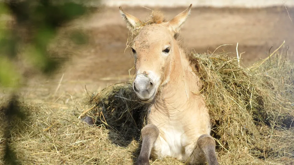 Hříbě koně Převalského
