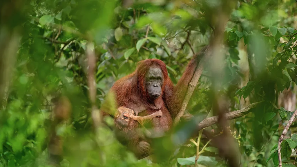 Příroda, věda a životní prostředí, nominace na 1. cenu single. Lukáš Zeman, volný fotograf – Orangutaní matka s umírajícím potomkem v náručí v oblasti centrálního Kalimantanu (Bornea) doplácí na kácení původního primárního pralesa.