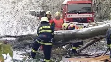 Odstraňování spadaných stromů