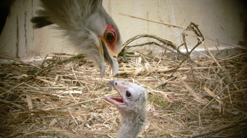 Zlínská zoo poprvé v historii odchovala hadilova písaře.