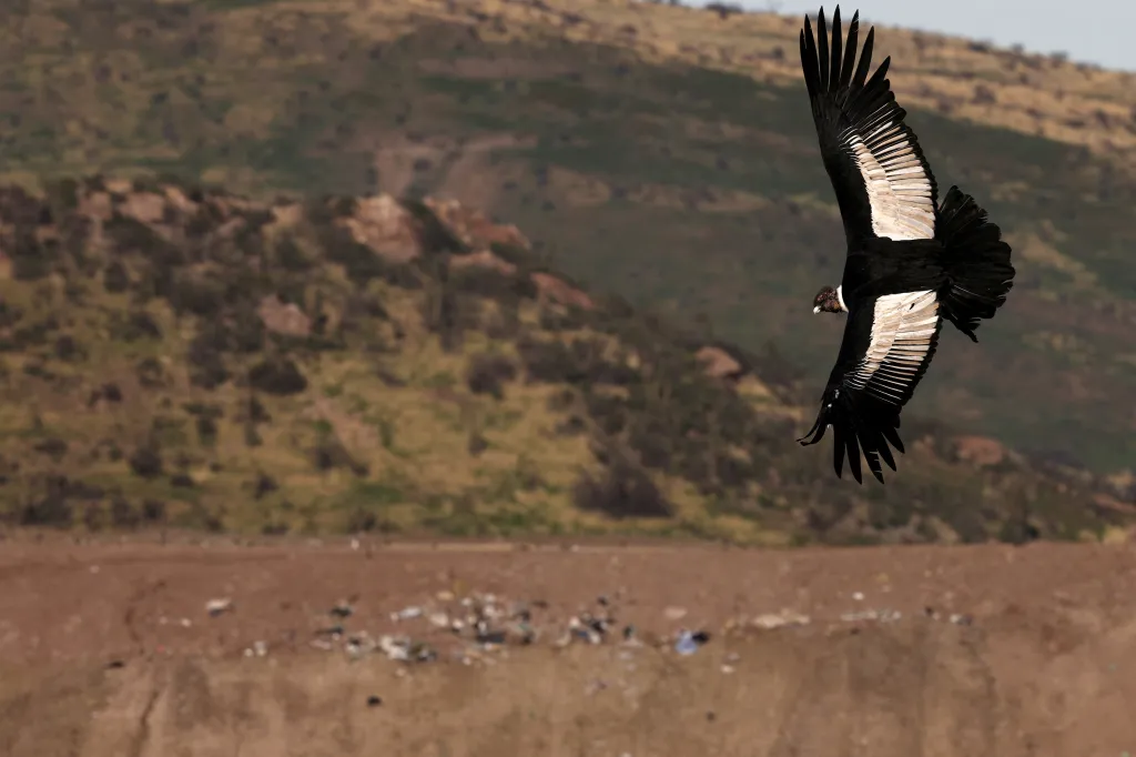 Ohrožený kondor andský přelétá nad hlavní skládkou v Santiago de Chile