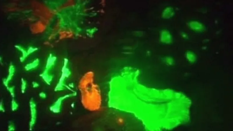 Koráli s fosforeskujícími proteiny