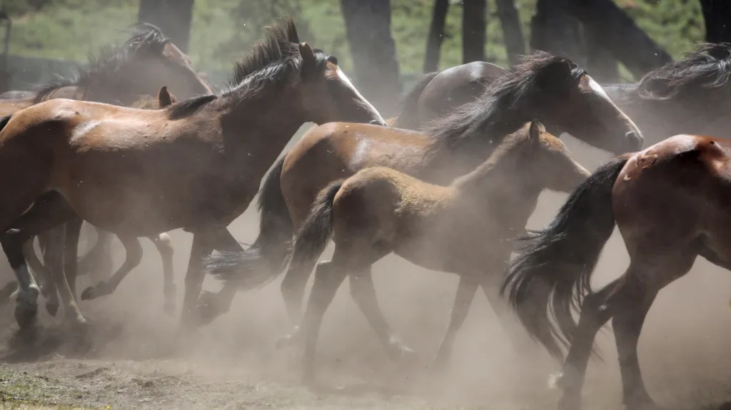 Divocí koně
