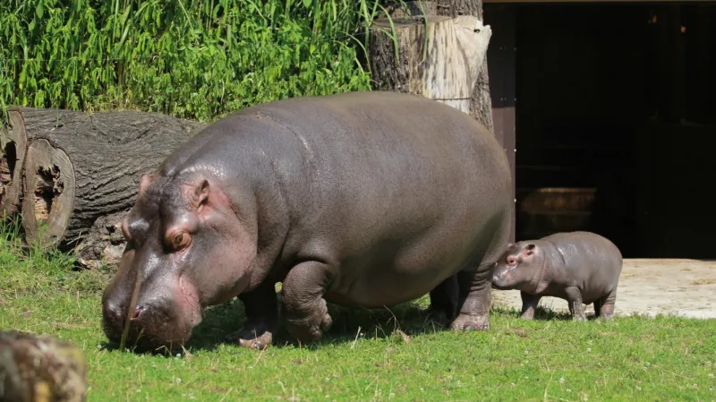 Mládě hrocha s matkou v ostravské zoo