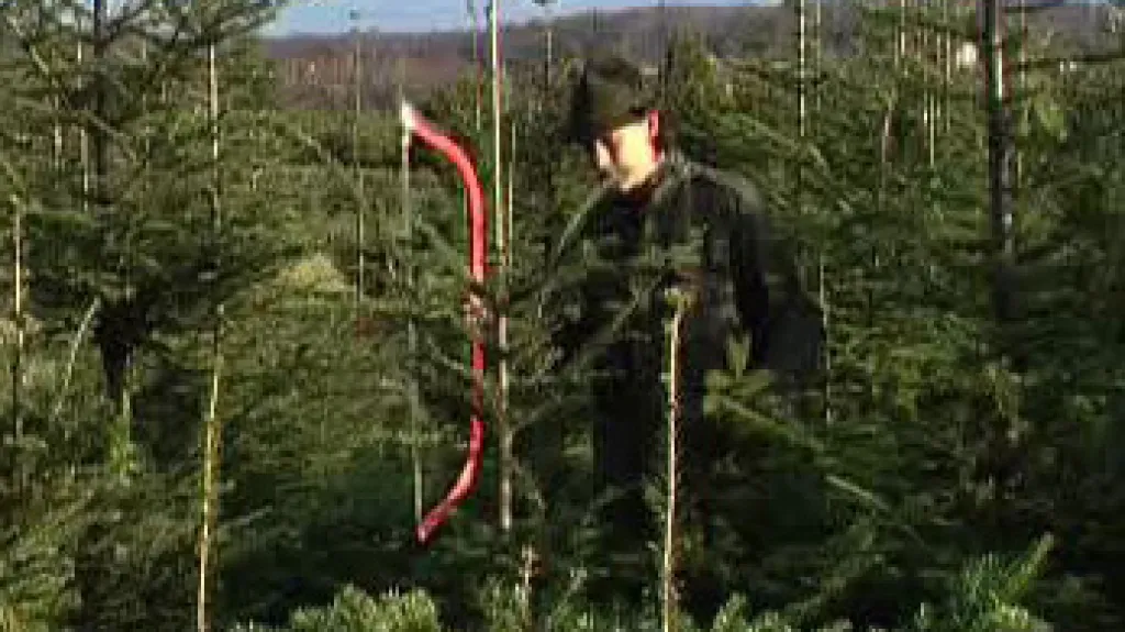 Plantáž s vánočními stromky
