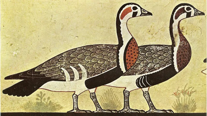 Důkazy o domestikaci hus pochází už ze starověkého Egypta