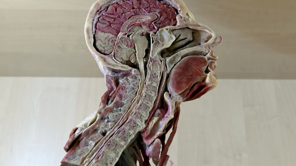 Anatomický model