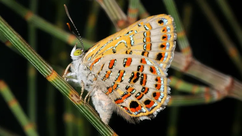 Modrásek Hypochrysops piceata