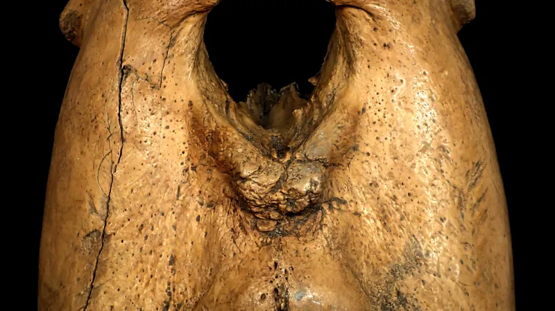 Jedna z mrožích čelistí nalezená v norském Bergenu