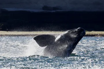 Velryby jižní byly na pokraji vyhynutí, teď v Patagonii ohromují turisty
