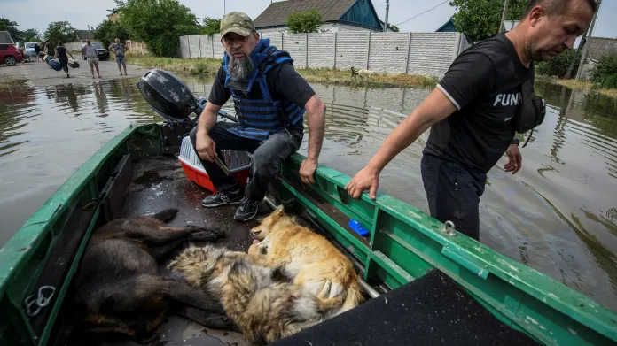 Dobrovolníci v Chersonu evakuují ze zaplavené oblasti psy uspané sedativy
