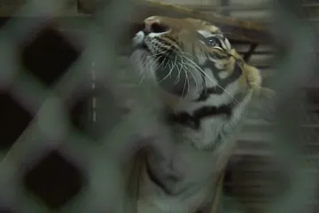 Moravské zoologické zahrady přijaly zvířecí uprchlíky z Prahy