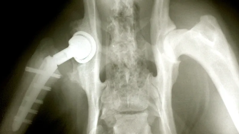 Endoprotézy se používají už i u vzácných zvířat - v tomto případě u tygra