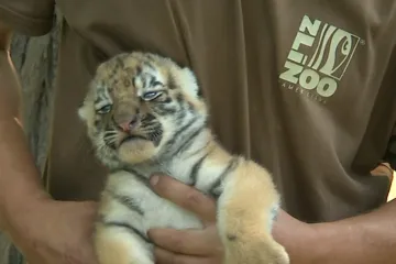 Malí tygři ze zlínské zoo budou k vidění díky kameře už teď