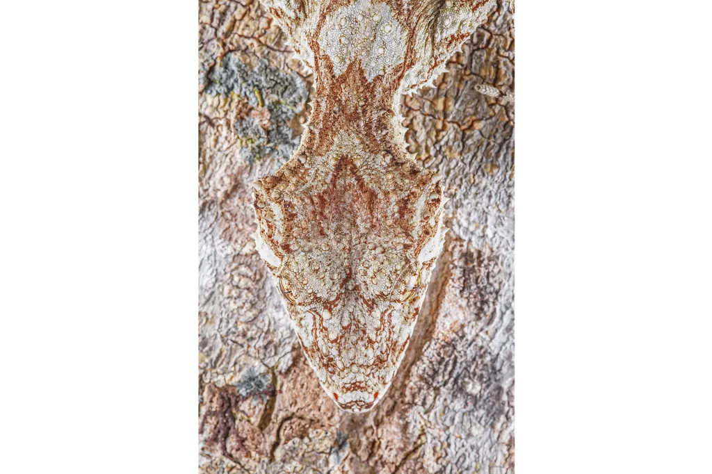 Nominace v kategorii Plazi, obojživelníci a podvodní život (volně žijící). Pagekon lupenoocasý - Pagekon lupenoocasý je mistrem v maskování.