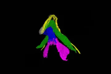 Vědci dohnali mezeru v poznání a popsali všechny nervy v klitorisu ve 3D