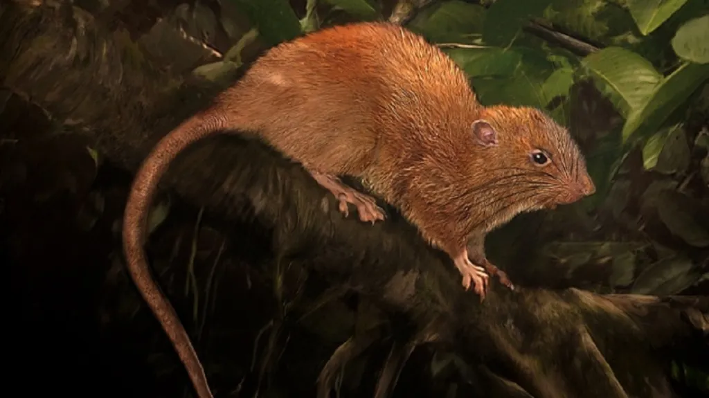 Nově objevená krysa živící se zřejmě kokosovými ořechy