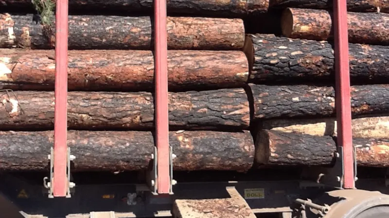 Stopy po ohni na kmenech zůstávají