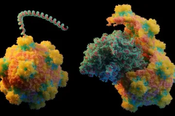 Vědci z Masarykovy univerzity popsali, jak viry přenáší genetickou informaci do napadených buněk