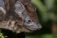 Samice netopýrů na svá mláďata žvatlají jako lidské matky, prokázal výzkum